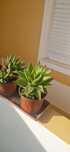 Aloe brevifolia
Plantas