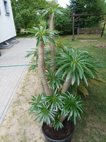 Palma Madagaskaru (kaktus)