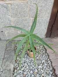 Aloes duży doniczka