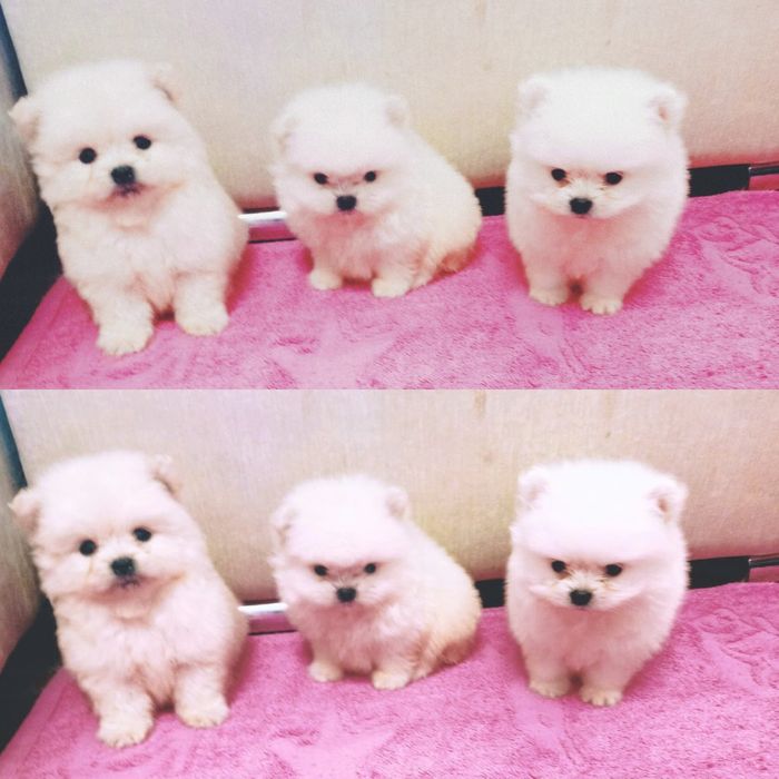 Хлопчики і дівчатка. Померанский щпиц. . Вік 2 місяця. Троє хлопчиків