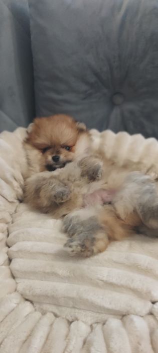 Piękna suczka Pomeranian