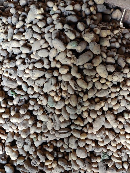 Ziemniak paszowy na skarmienie.