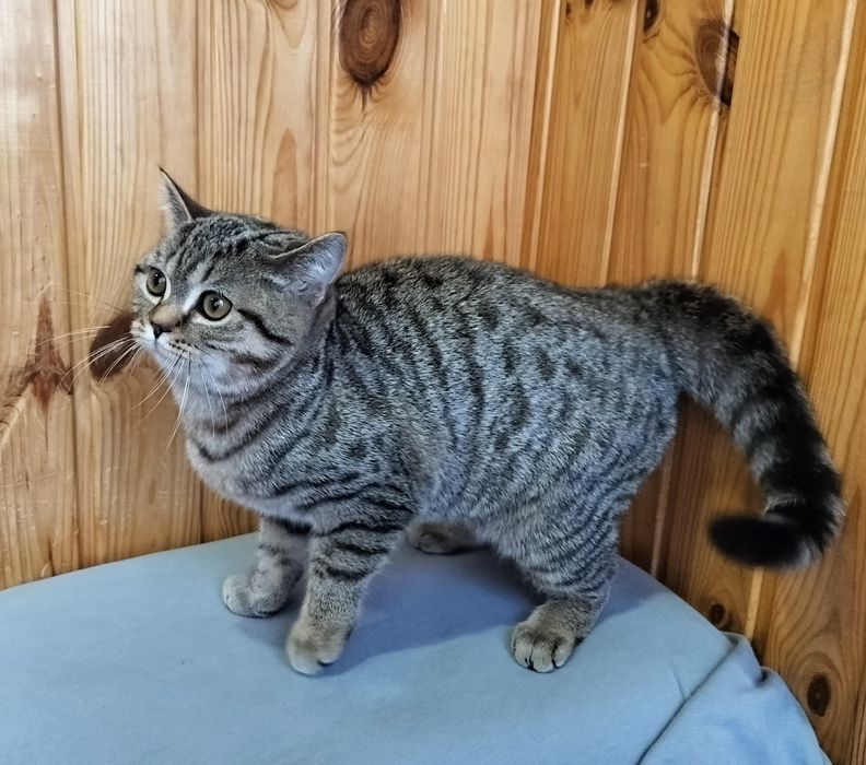 Шотландська дівчинка смужечку