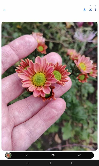 Хризантеми помаранчеві