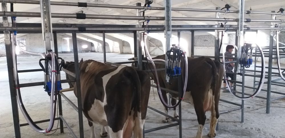 Доїльна установка на 6 корів, доїльний зал,доильная установка Меласти