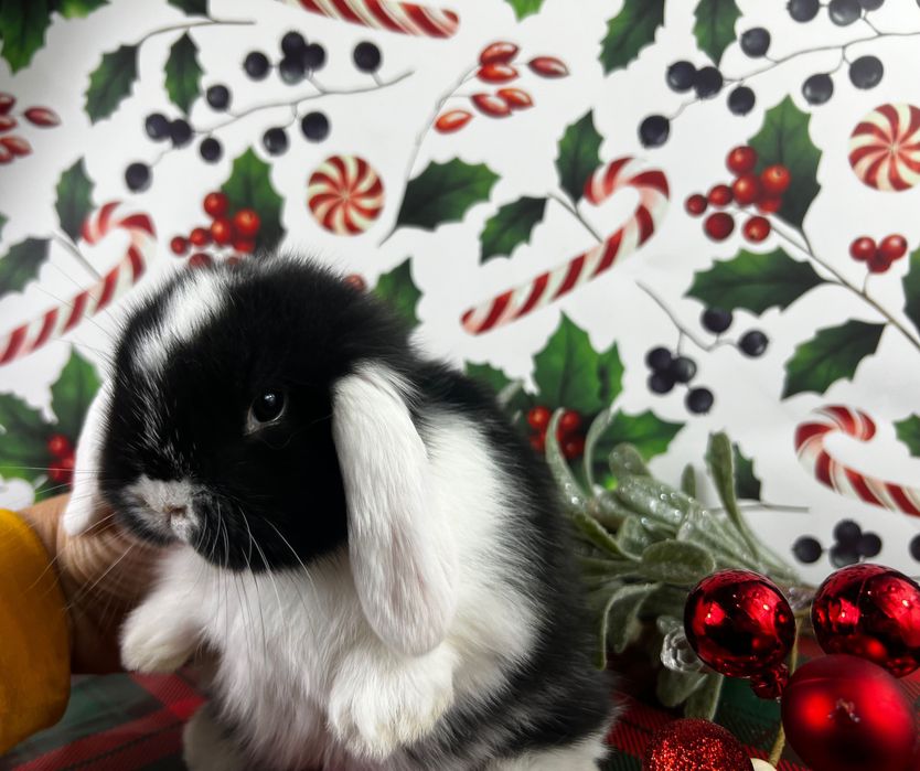 Mini lopy karzełki teddy z zarejestrowanej hodowli