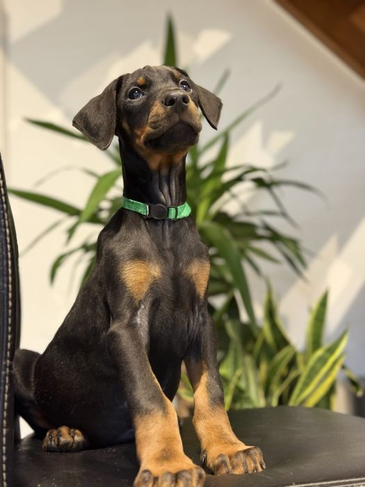Szczeniaki Doberman