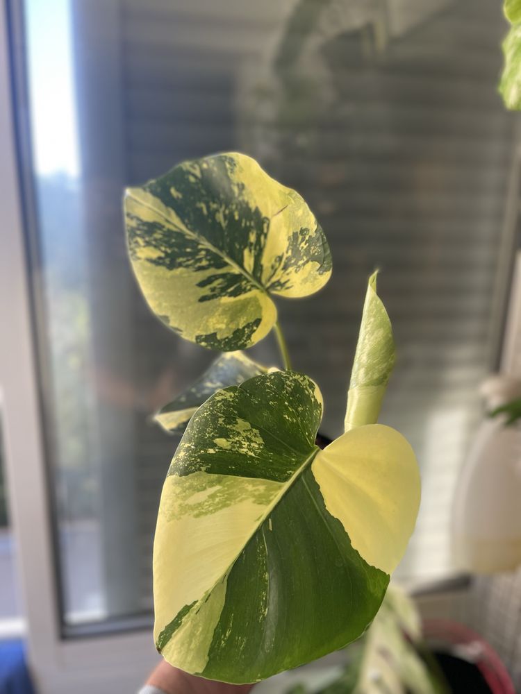 Planta Monstera aurea