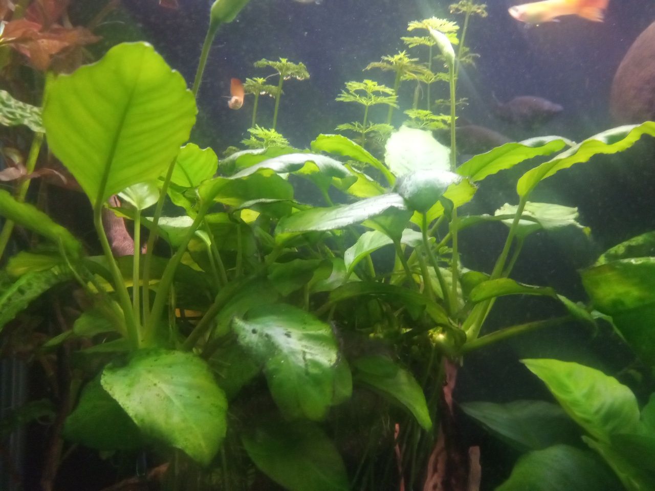 Anubias, duża odnoga, ukorzeniona