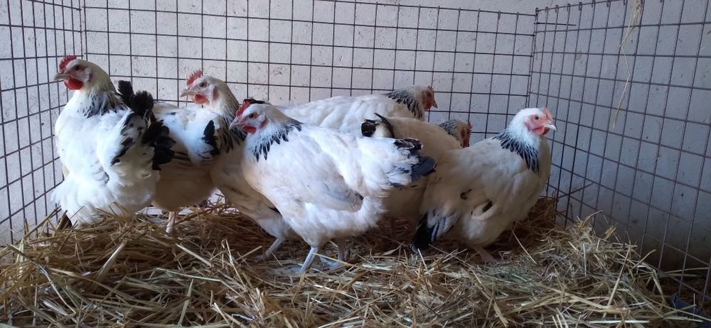 Nioski Rosa 24 tygodnie! Wysyłka od 10 sztuk.