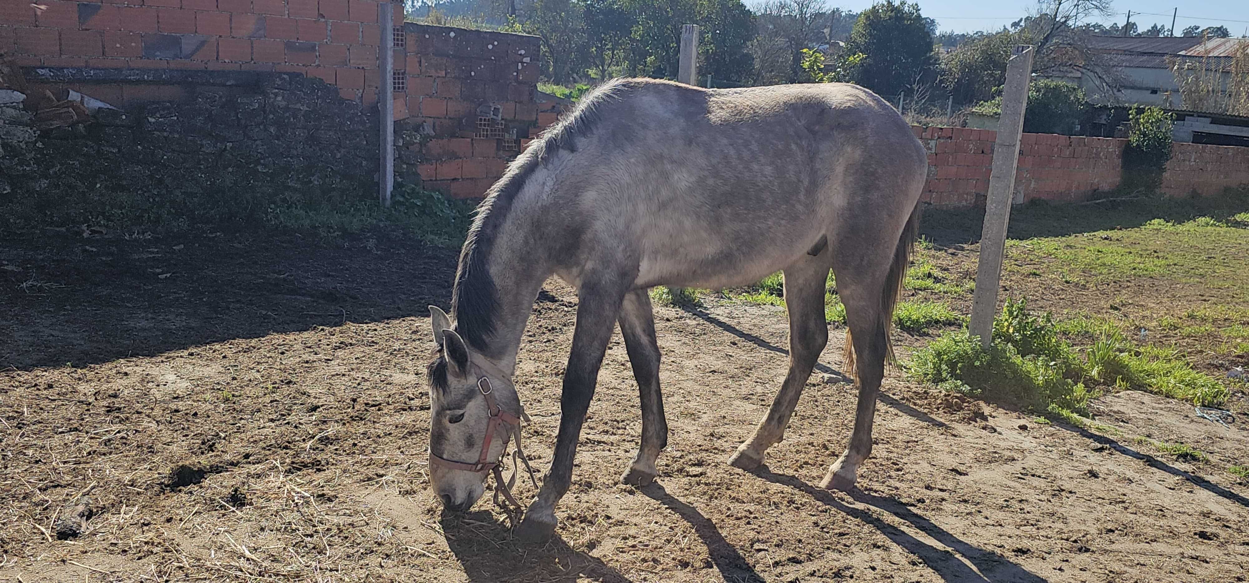 Poldro para fazer criação  lusitano .linhagem muito boa