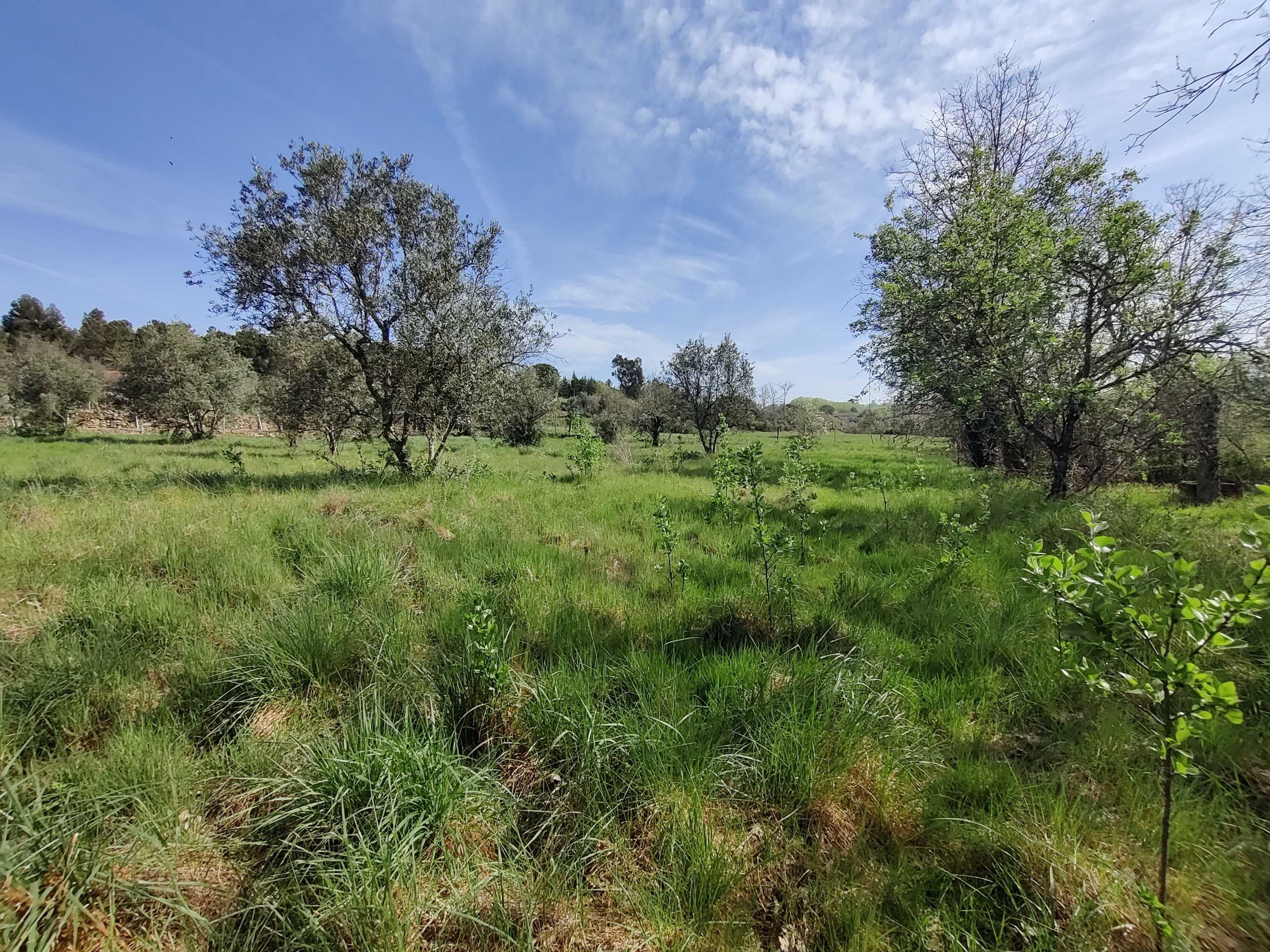 Terreno de cultivo em Mesquitela (Mangualde)