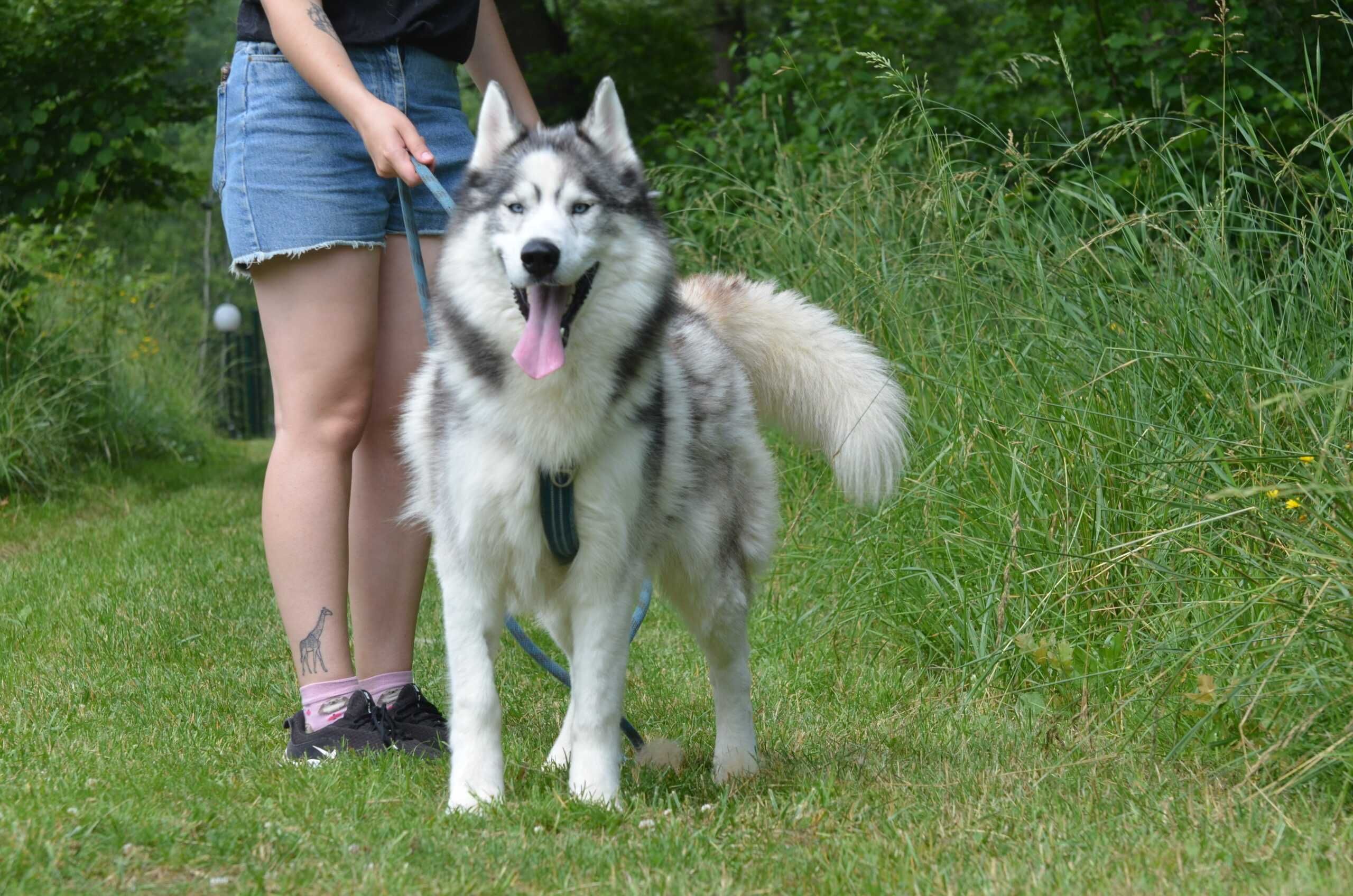 LUCKY- do adopcji