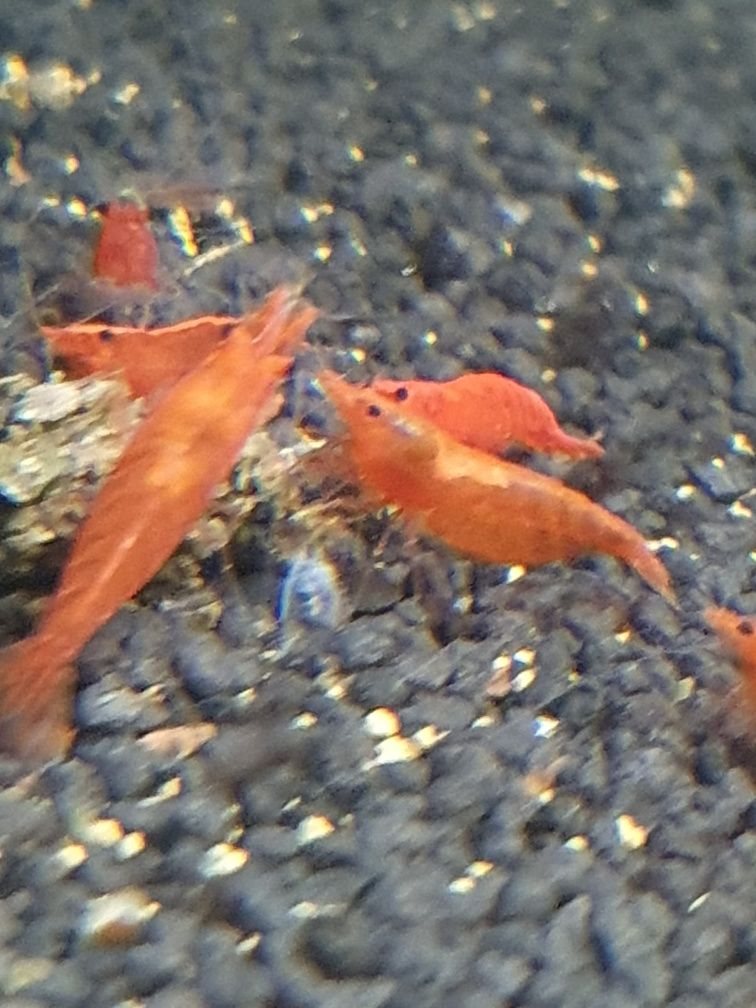 Krewetki czerwone red cherry