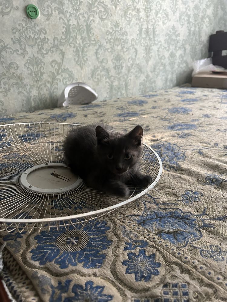 Отдам котенка в добрые руки