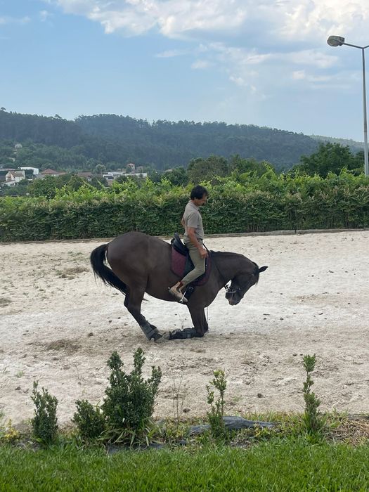 Puro Cavalo Lusitano