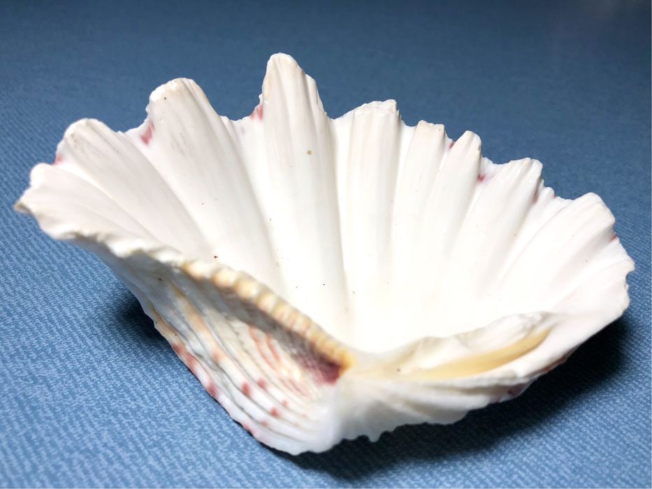 Коллекционная Океаническая Ракушка Белая Hippopus hippopus Морская