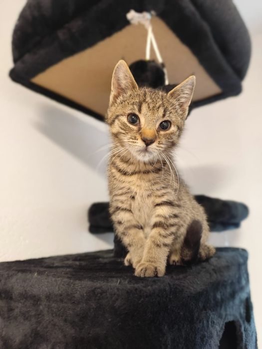 Poziomka, kociak szuka domku!