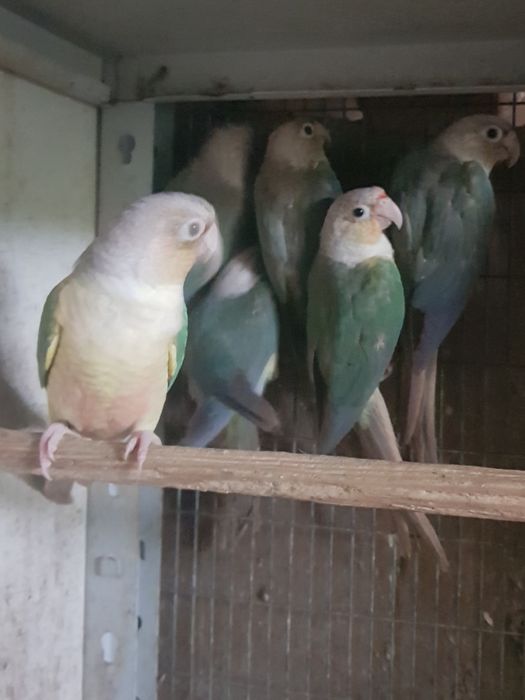 Pyrrhuras molinae para cedência (várias mutações)