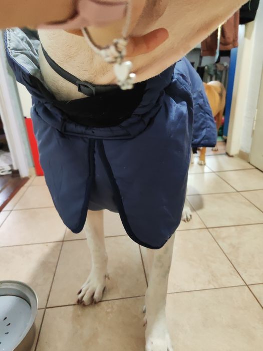 Derka 76cm zimowa dla Doga Cane Corso itp