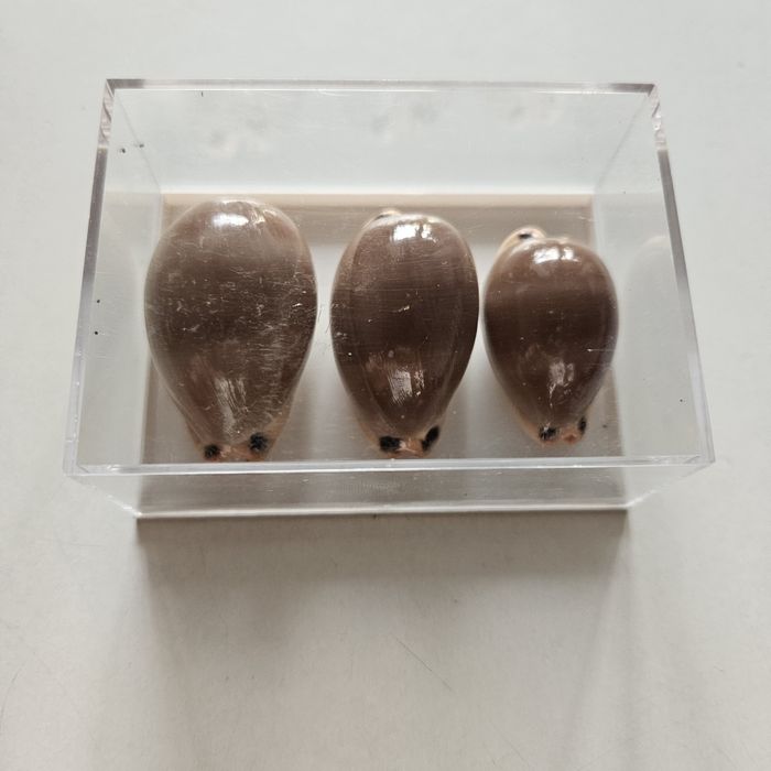 Muszle morskie cypraea lurida 3 sztuki