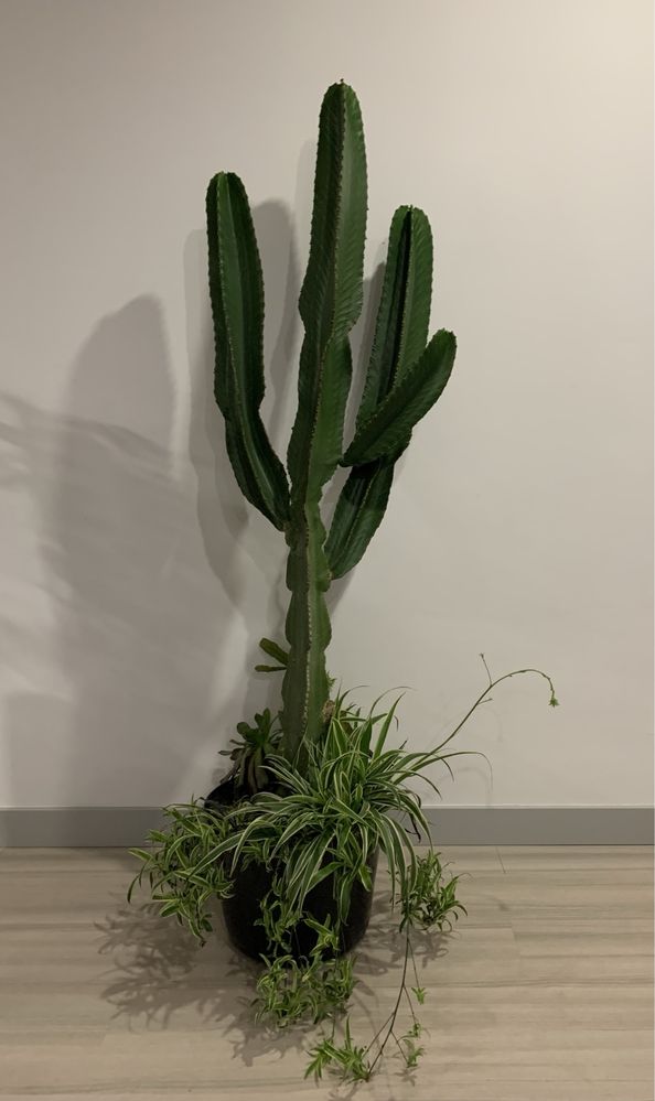 Planta Euphorbia Ingens / Cacto Candelabro