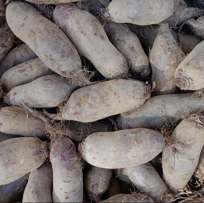 Buraki z własnego gospodarstwa