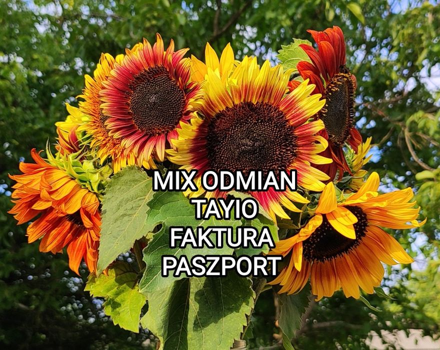 F-RA PASZPORT Słonecznik ozdobny nasiona MIX ODMIAN TAYIO