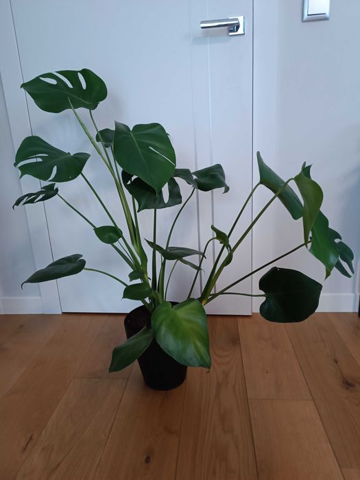 Kwiat monstera 95cm