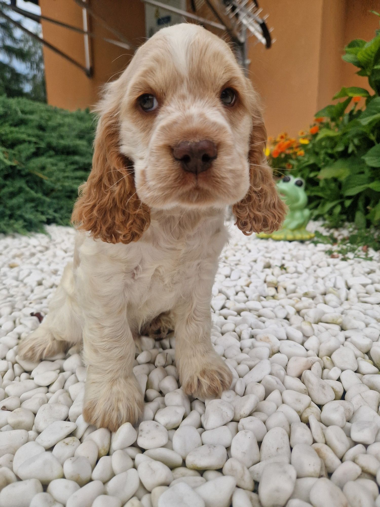 Cocker spaniel angielski