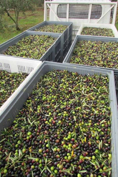 Organic extra virgin olive oil -Portugal