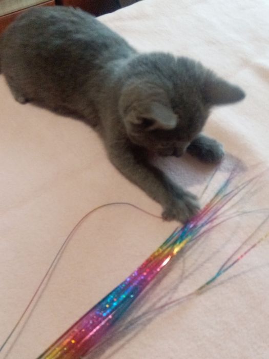 Маленьке чудове кошенятко в найкращу родину