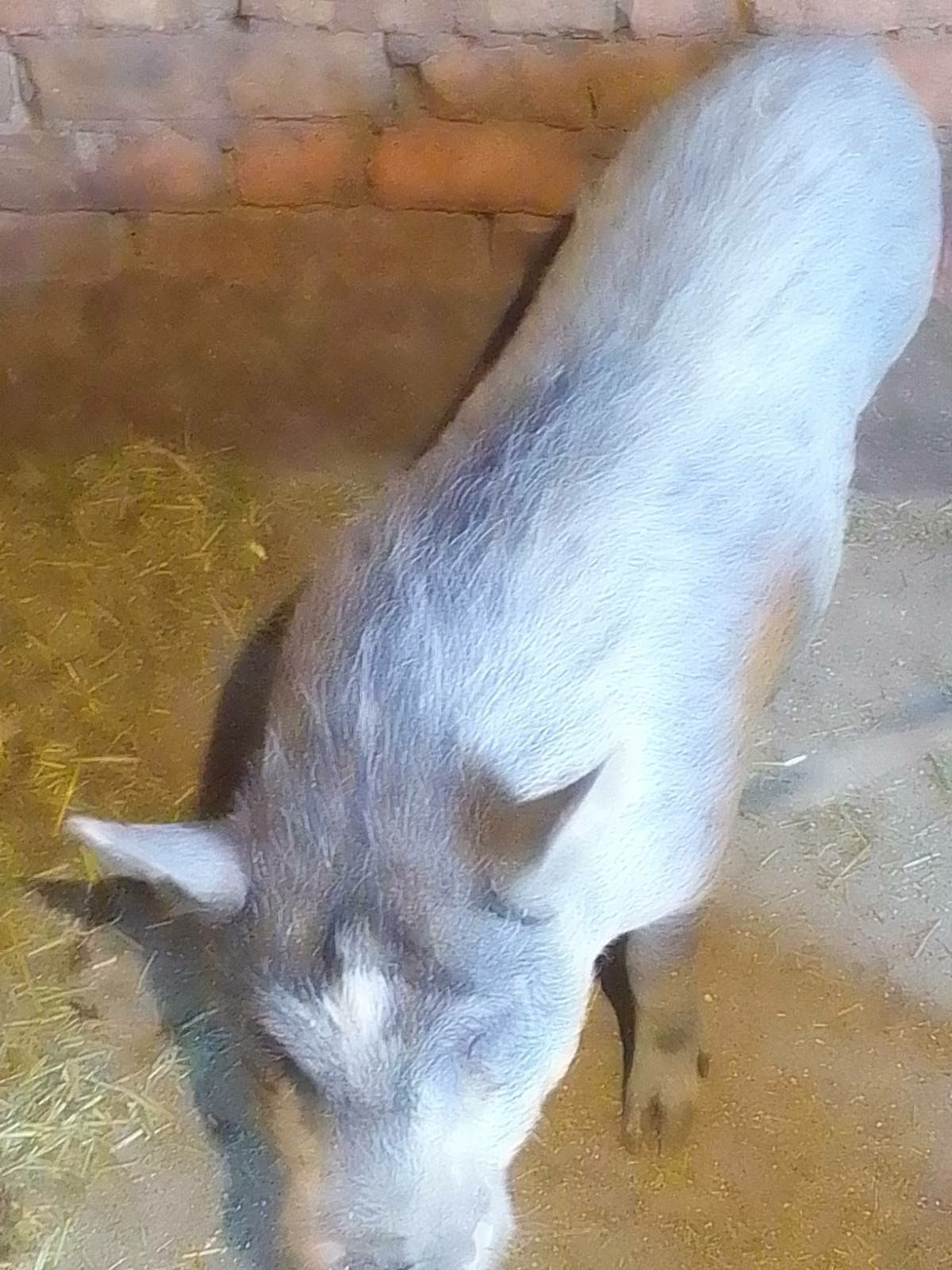 В'єтнамський кабанчик