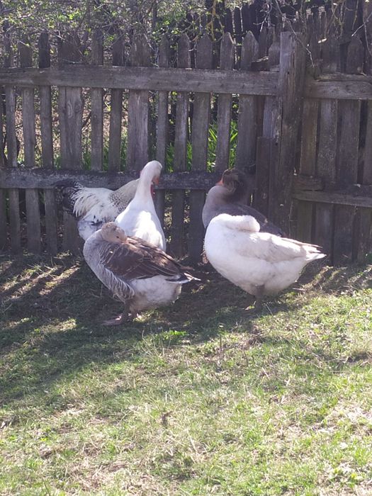 Гуси Датський Легарт та Велика Сіра