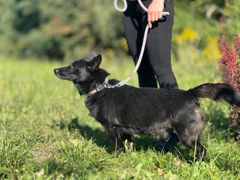 Flapi to taki mały batonik Brauni–słodki, kochany i poprawiający humor