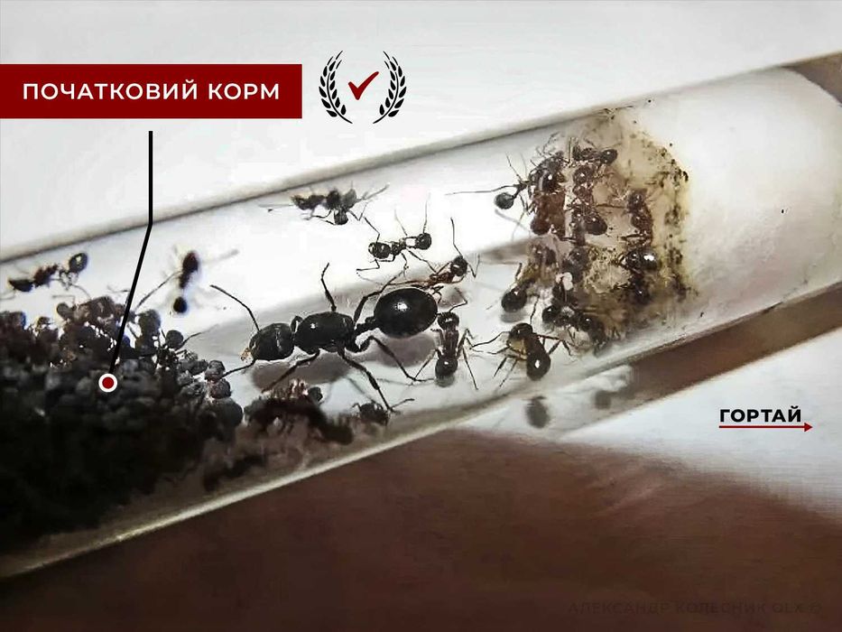 Колонії 30+ робітників + матка, Жнеці, Messor Structor