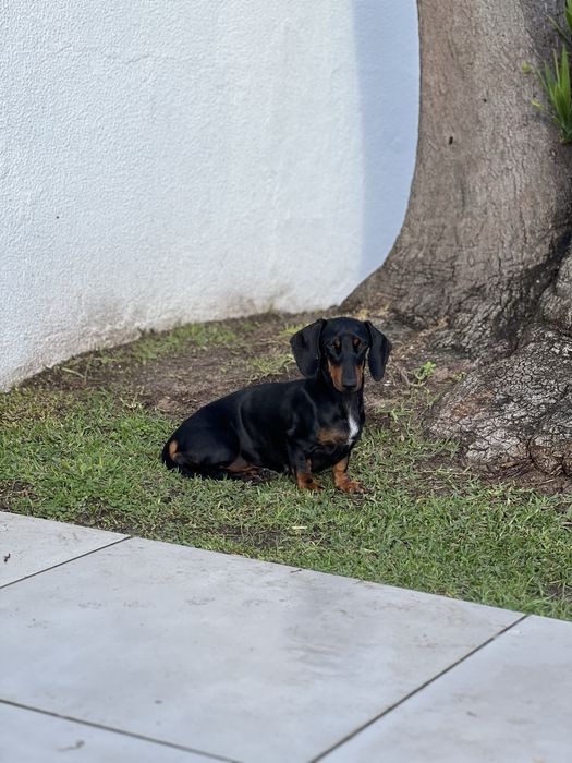Teckel Kaninchen