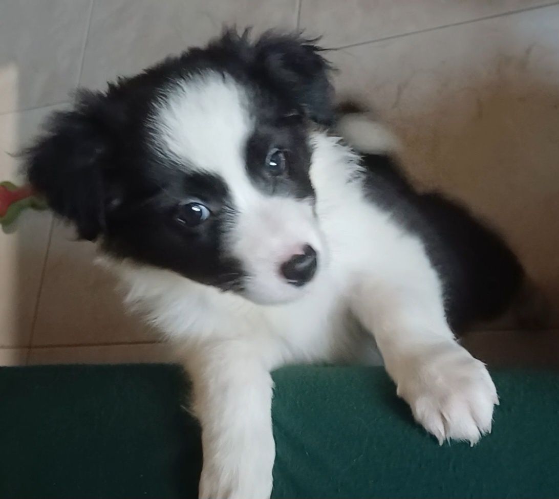Frea, sunia Border Collie