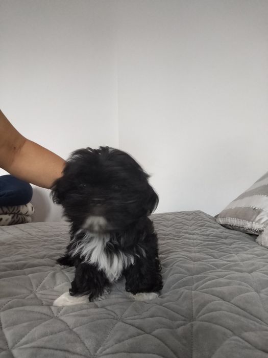 Piesek shih TZU.