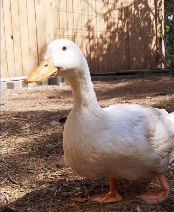 Sprzedam kaczki skubane