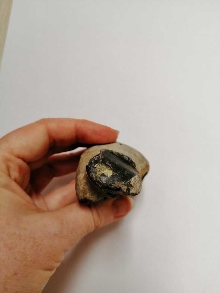 Skamielina, skamieniałość. Rozmiar 7x4,5 cm, waga 120g.