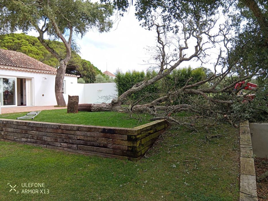 Corte e poda de árvores