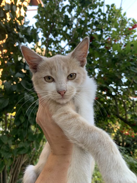 Котик 4 місяці, в пошуку домівки