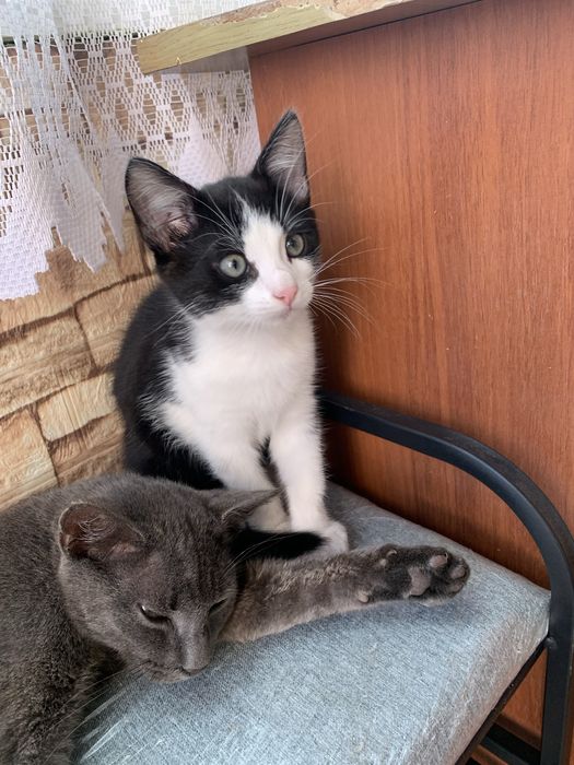 Котик безкоштовно