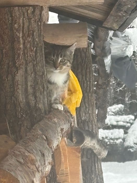 Kocięta szukają domów!