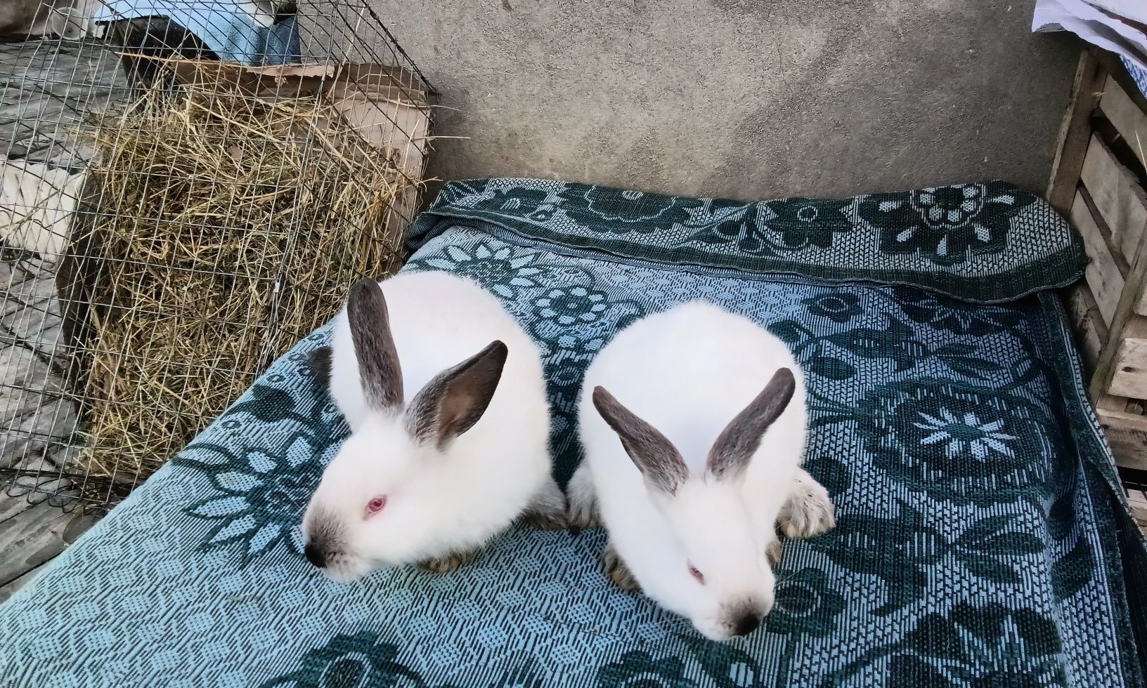 Кролики породи Каліфорнія віком 2 місяці є самці і самочки