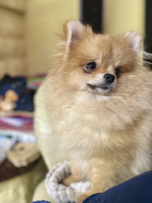 Pomeranian szpic miniaturowy FCI ZKwP