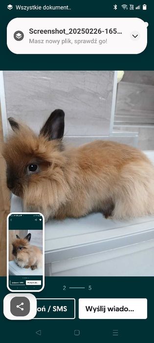 Sprzedam królika z klatką i akcesoriami