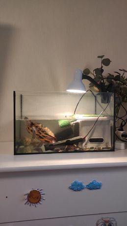Черепашка красноуха, акваріум,уф-лампа