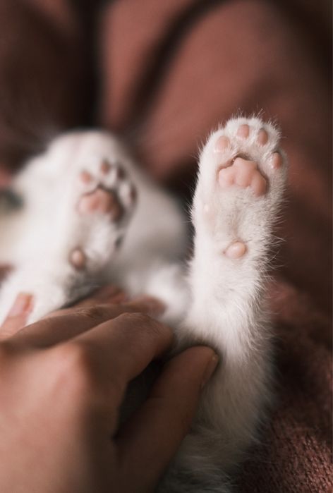 Dwa kotki do adopcji Łapy/Białystok